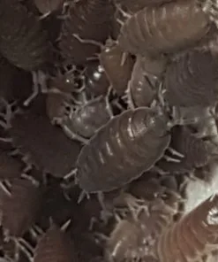 Alternative view of Tortoise Grassland Kit