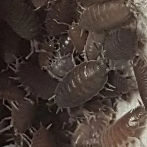 Tortoise Grassland Kit - Image 2