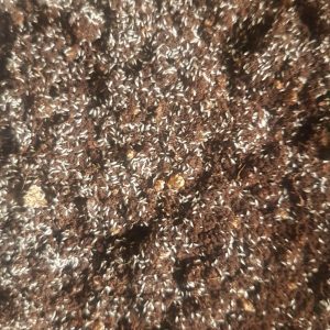 Tortoise Grassland Kit - Image 3