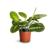 Maranta Lemon Lime
