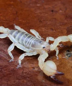 Scorpio maurus palmatus
