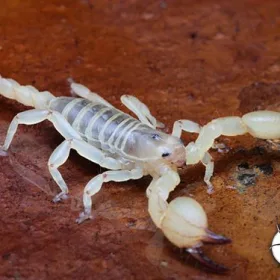 Scorpio maurus palmatus