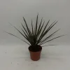 Dracaena Magenta - Dragon Tree - 40cm