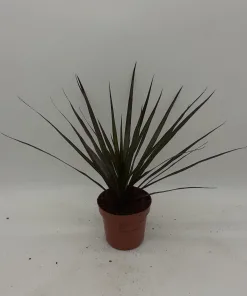 Dracaena Magenta - Dragon Tree - 40cm