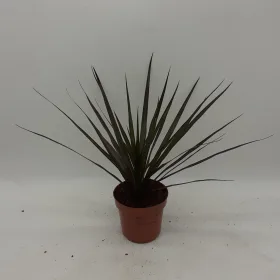Dracaena Magenta - Dragon Tree - 40cm