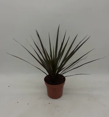 Dracaena Magenta - Dragon Tree - 40cm