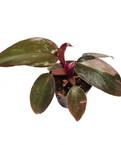 Philodenderon Pink Princess