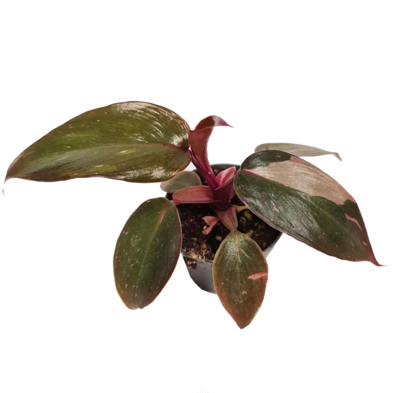 Philodenderon Pink Princess
