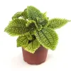 Pilea Mollis 'Moon Valley'