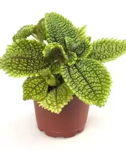 Pilea Mollis 'Moon Valley'