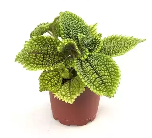 Pilea Mollis 'Moon Valley'