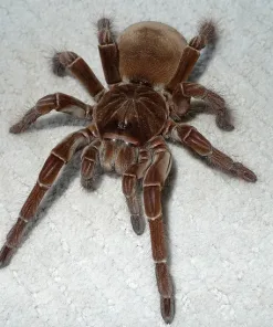 Theraphosa