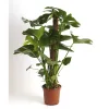 Monstera deliciosa 100cm - Swiss-Cheese Plant
