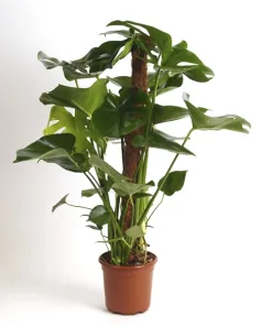 Monstera deliciosa 100cm - Swiss-Cheese Plant