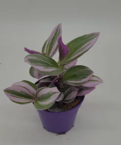 Tradescantia Zebrina Zebra