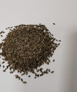 Red Deadnettle Seeds 3g