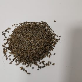 Red Deadnettle Seeds 3g