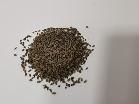 Red Deadnettle Seeds 3g