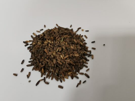 Teasel Seeds 5g