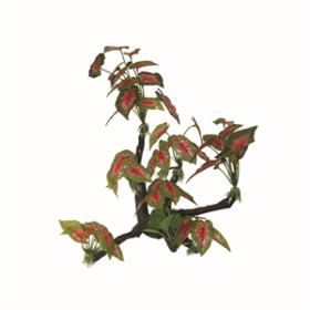 Hugo Tree Branch 36x16x58cm