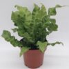 Asplenium Crispy Wave