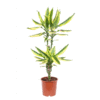 Dracaena Fragrans Golden King
