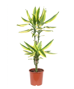Dracaena Fragrans Golden King