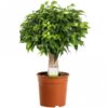 Ficus Kinky