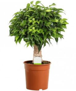 Ficus Kinky