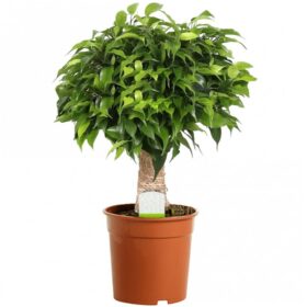 Ficus Kinky
