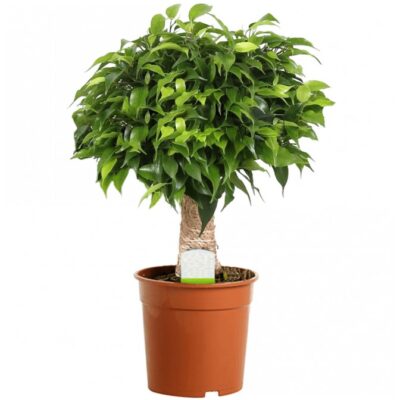 Ficus Kinky