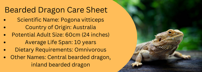 Bearded Dragon Care Sheet