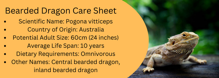 Bearded Dragon Humidity: The Ultimate Care Guide