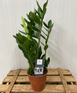 Zamioculcas zamiifolia