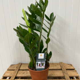 Zamioculcas zamiifolia