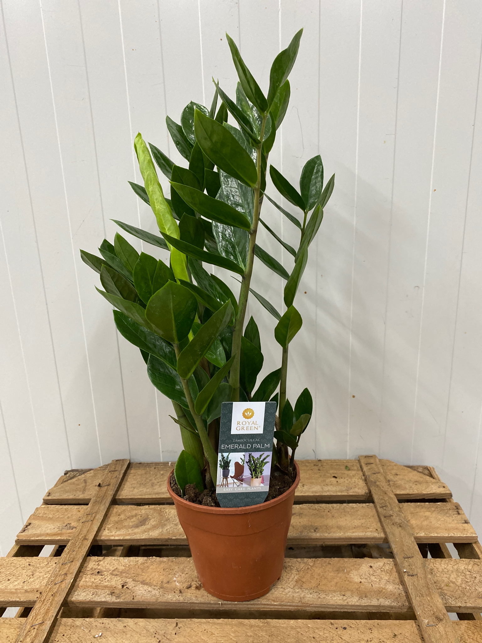 Zamioculcas zamiifolia