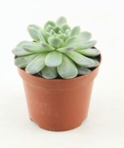 Echeveria Elegans