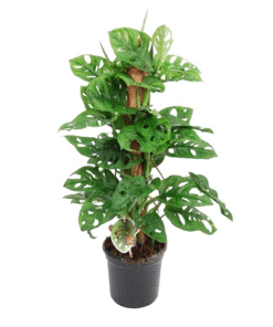 Monstera Monkey Mask Mosspole