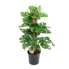 Monstera Monkey Mask Mosspole