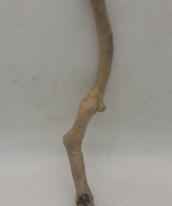 Java Wood - Single Stem - Small 2