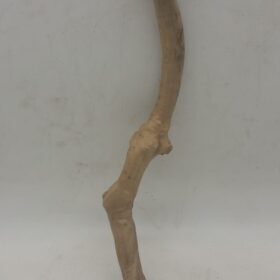 Java Wood - Single Stem - Small 2