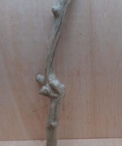 Java Wood - Single Stem - XL 2