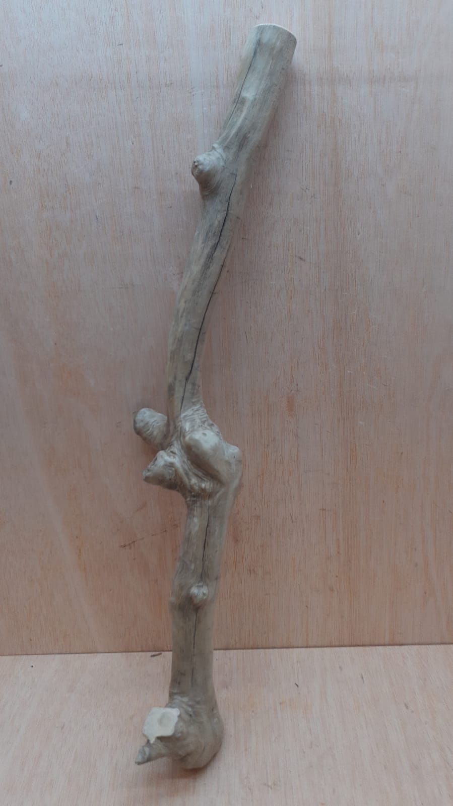 Java Wood - Single Stem - XL 2