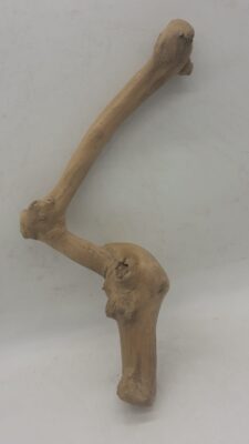 Java Wood - Single Stem - Medium 3