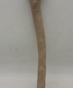 Java Wood - Single Stem - Medium 4