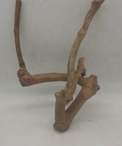 Java Wood - Double Stem - Small 5