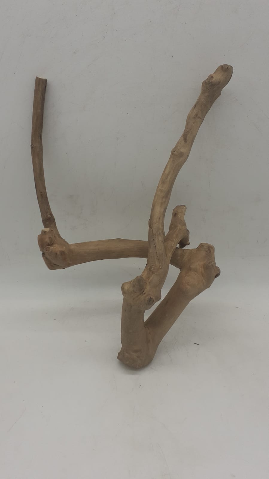 Java Wood - Double Stem - Small 5