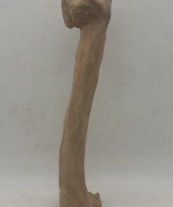 Java Wood - Single Stem - Medium 6