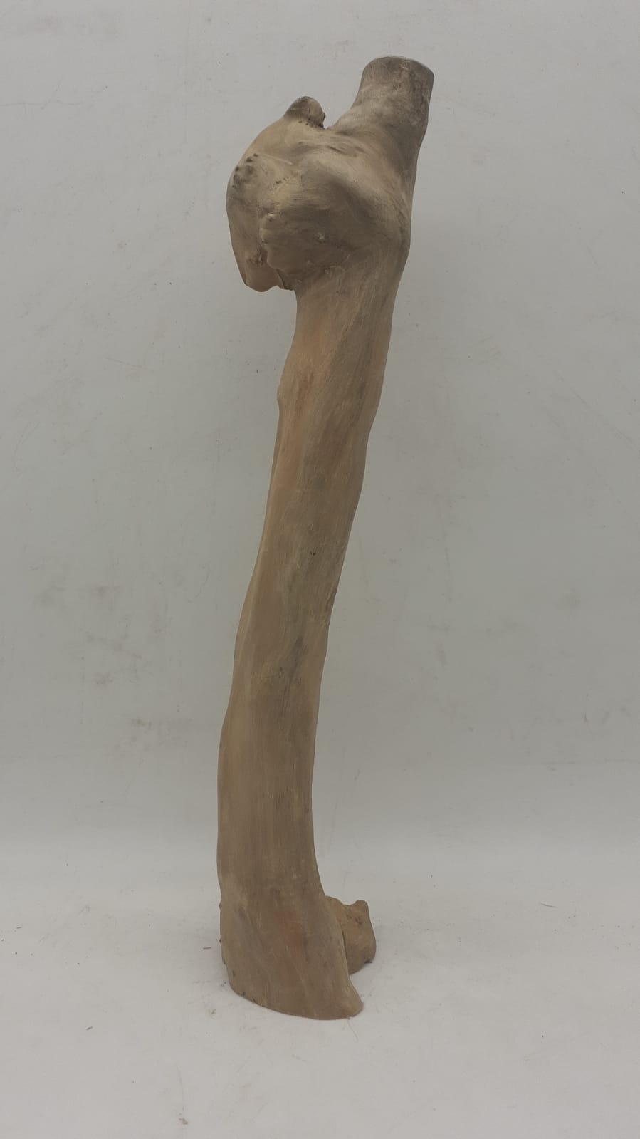 Java Wood - Single Stem - Medium 6