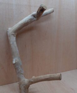 Java Wood - Double Stem - XL 7